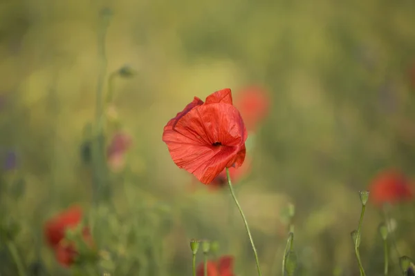 Red flower poppy in sommer meadow in Poland — Stock Photo, Image