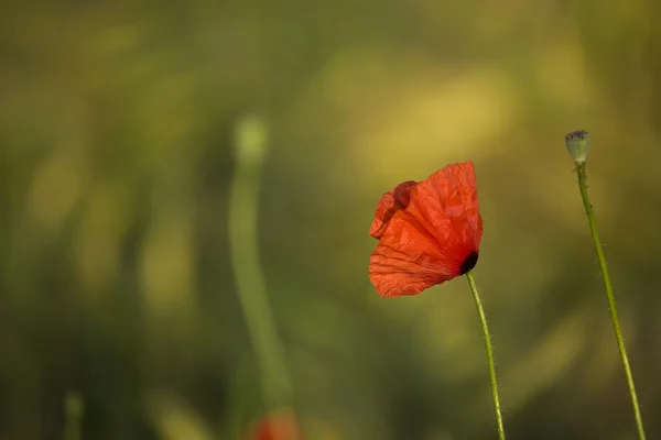 Punaisen kukan unikko synkemmällä niityllä Puolassa — kuvapankkivalokuva