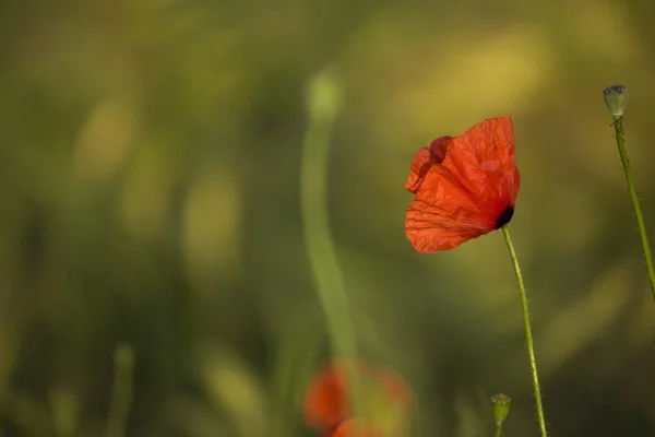 Piros virág a mák sommer rét Lengyelország — Stock Fotó
