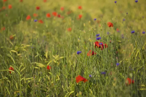 Kırmızı çiçek haşhaş Polonya sommer çayırda