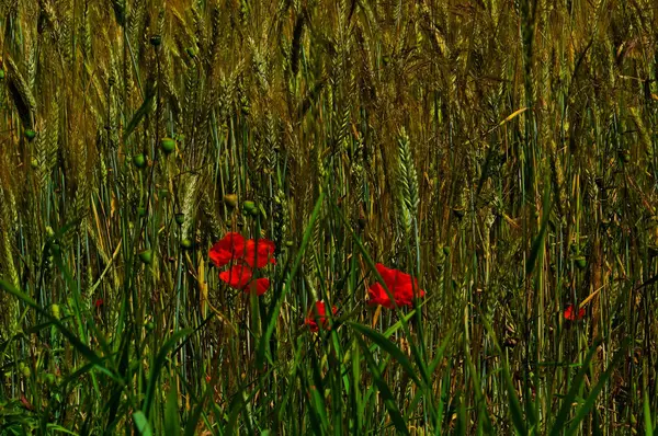 Amapola de flor roja en sommer prado en Polonia — Foto de Stock