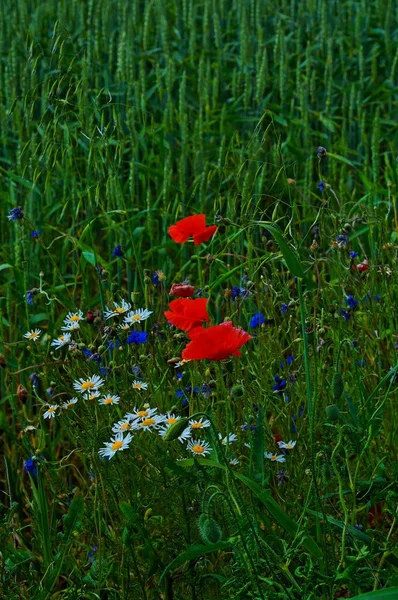 Roter Mohn auf der Sommerwiese in Polen — Stockfoto