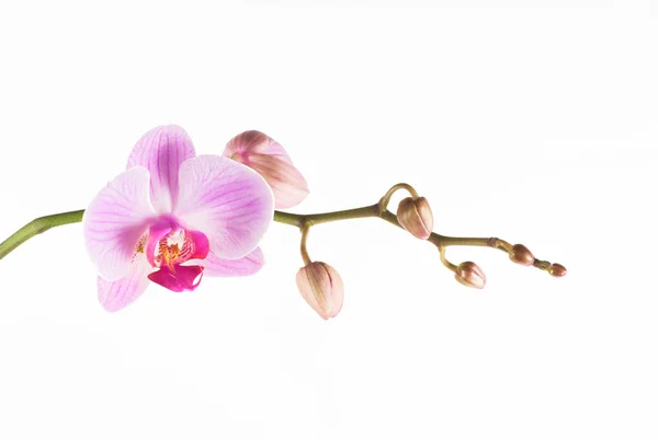Вид Экзотического Цветка Орхидеи — стоковое фото