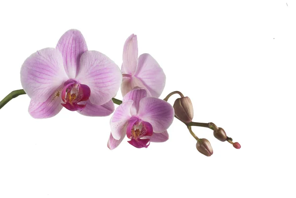Egzotikus Orchidea Virág Képe — Stock Fotó