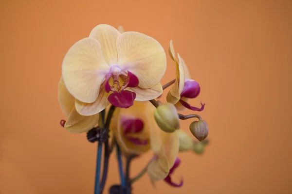 Orquídea Amarilla Rosa Sobre Fondo Naranja —  Fotos de Stock