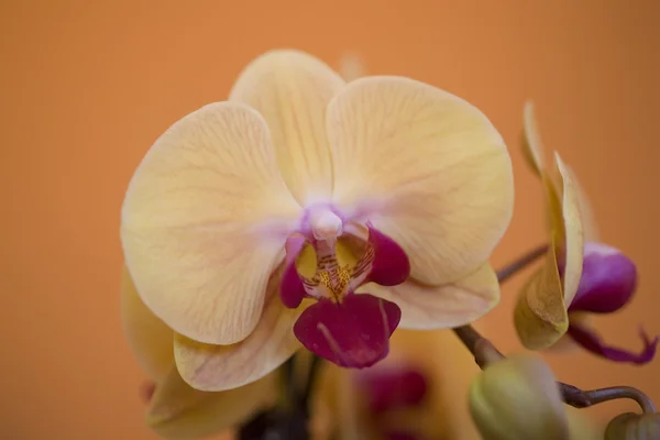 Orquídea Amarilla Rosa Sobre Fondo Naranja —  Fotos de Stock