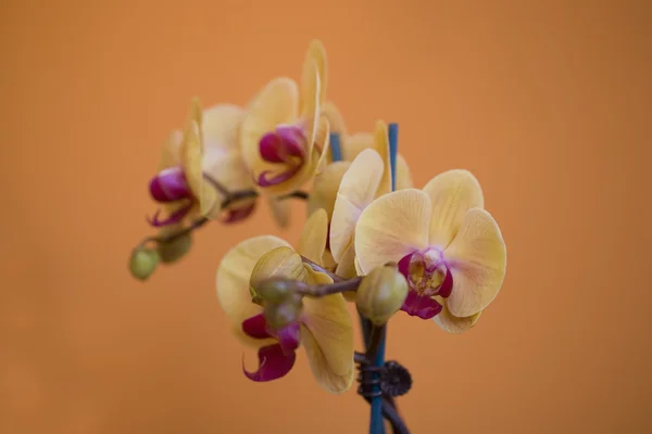 Orquídea Amarilla Rosa Sobre Fondo Naranja —  Fotos de Stock