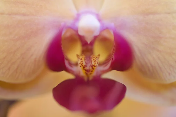 Orquídea Amarilla Rosa Sobre Fondo Naranja —  Fotos de Stock