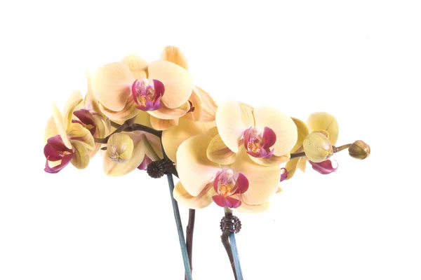 Orchidée Fleur Orange Jaune Sur Fond Blanc — Photo