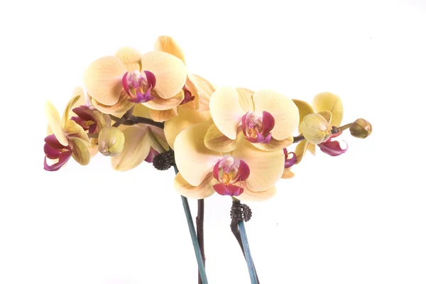 Gelbe Orangefarbene Blume Orchidee Auf Weißem Hintergrund — Stockfoto