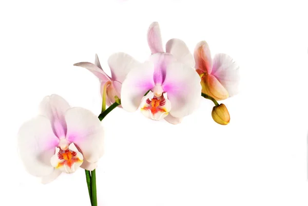Vista Flor Exótica Orchid — Fotografia de Stock