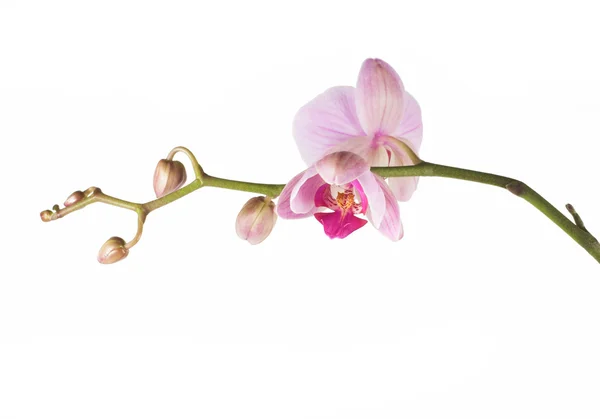 Gyönyörű Rózsaszín Orchidea Phalaenopsis Fehér Backgraund — Stock Fotó