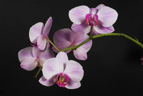 Hermosa Orquídea Rosa Sobre Fondo Negro Flor — Foto de Stock