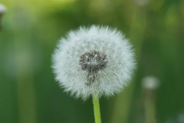 Letní Bílý Květ Pampelišky Letní Pozadí — Stock fotografie