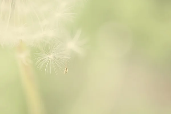 Літня Кульбаба Білої Квітки Літньому Фоні — стокове фото