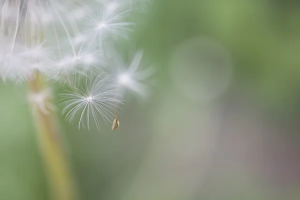 Verano Flor Blanca Diente León Fondo Verano — Foto de Stock