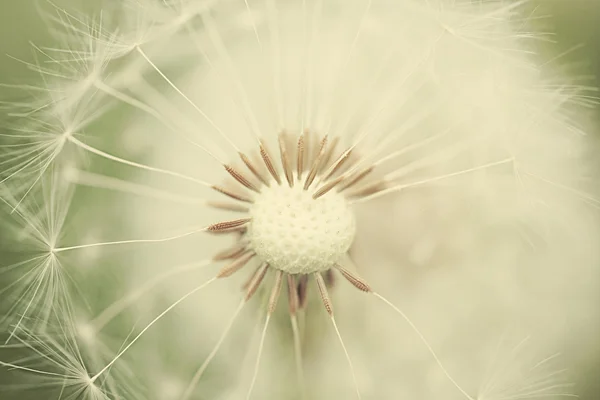 Yaz Beyaz Çiçek Karahindiba Yaz Zemin Üzerine — Stok fotoğraf