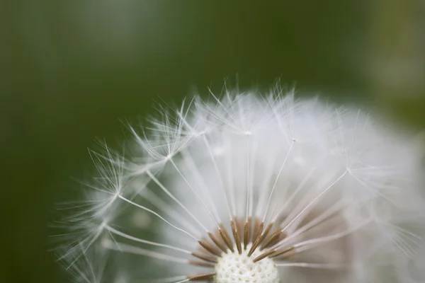 Summer White Flower Dandelion Summer Background — Stock Photo, Image