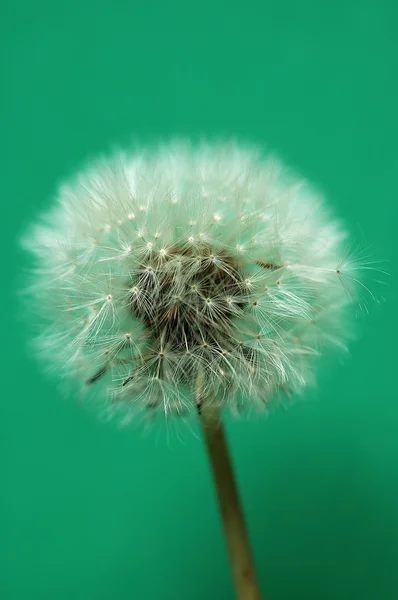 Nahaufnahme Von Löwenzahn Samenballblume Pflanze — Stockfoto