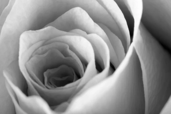 Close Rose Some Parts Blurry Others Sharp — стоковое фото