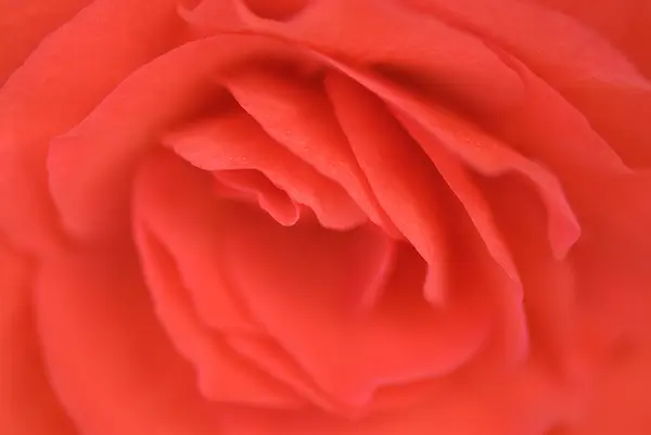 Close Rose Some Parts Blurry Others Sharp — Stock Photo, Image