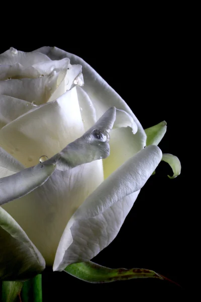 White Rose Black Background — Stock Photo, Image