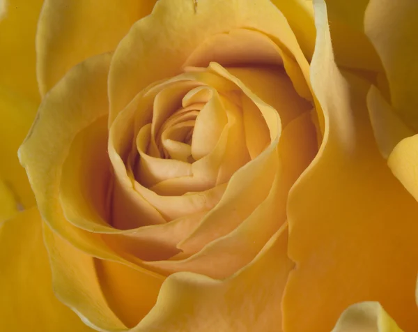 Upadek Piękny Żółty Zielony Liść Róży Kwiat — Zdjęcie stockowe