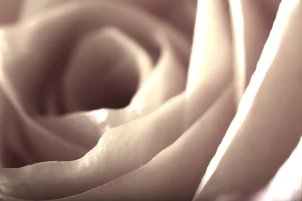 Close Rose Some Parts Blurry Others Sharp — Stock Photo, Image