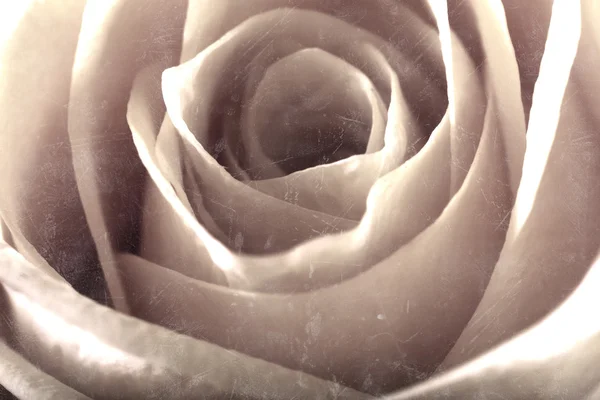 Close Rose Some Parts Blurry Others Sharp — Stock Photo, Image