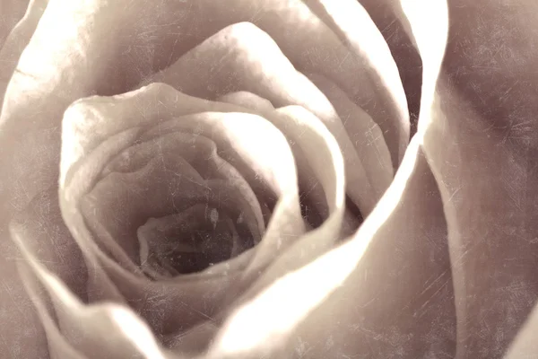 Close Rose Some Parts Blurry Others Sharp — Stock Photo, Image