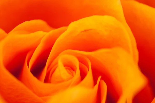 Close Rose Some Parts Blurry Others Sharp — Stock Photo, Image