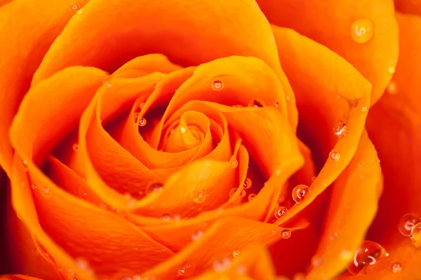 Gül yakın çekim, bazı bölümleri bulanık ve diğerleri keskin