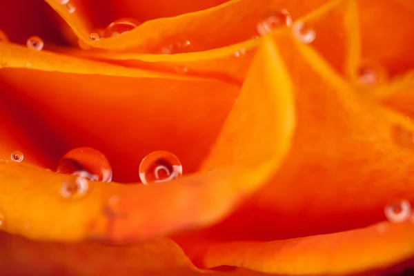 Primo Piano Rosa Alcune Parti Sono Sfocate Altre Taglienti — Foto Stock