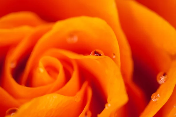 Primo Piano Rosa Alcune Parti Sono Sfocate Altre Taglienti — Foto Stock