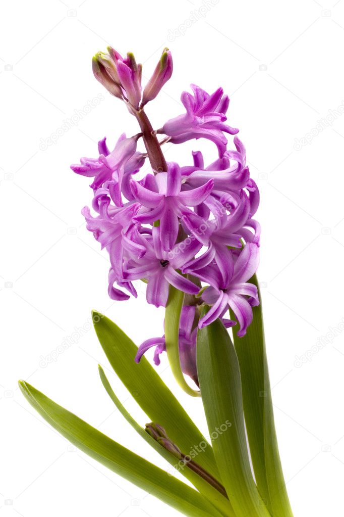 spring flower pink hyacinth on white background 