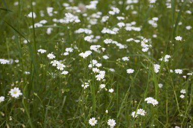 yaz yeşil çim beyaz güzel papatya 