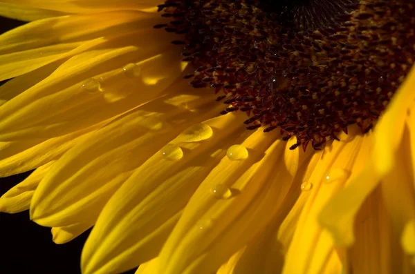 Makro Snímek Slunečnice — Stock fotografie