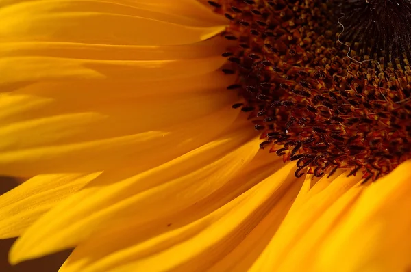 Macro Shot Tournesol — Photo