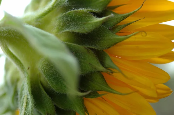 Macro Shot Tournesol — Photo