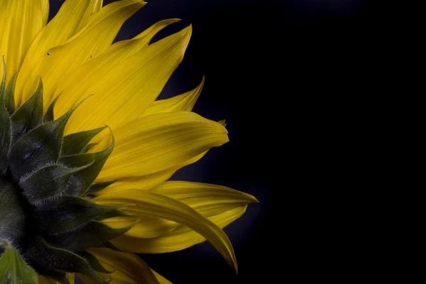 Цветок Желтый Подсолнух Белом Фоне — стоковое фото