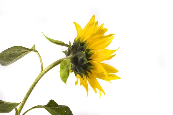 Flor Girasol Amarillo Sobre Fondo Blanco Verde —  Fotos de Stock