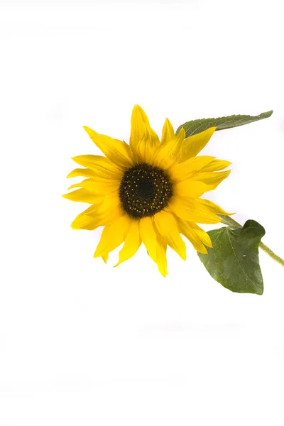 Цветок Желтый Подсолнух Белом Фоне — стоковое фото
