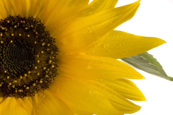 Fleur Jaune Tournesol Sur Fond Blanc Vert — Photo