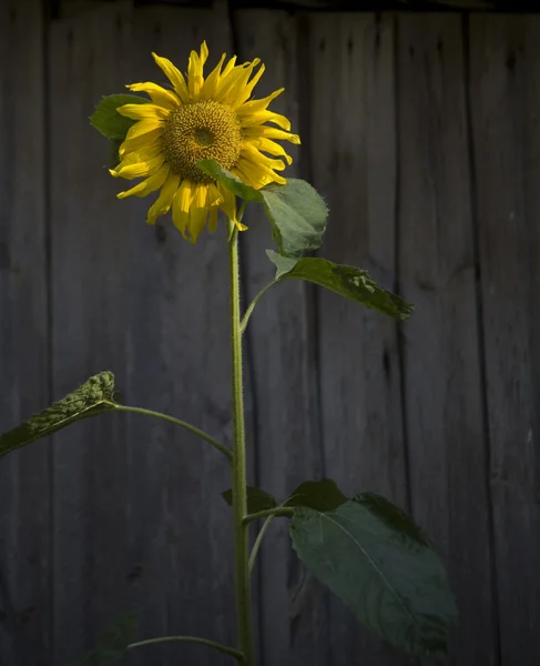 Fleur Jaune Tournesol Sur Fond Bois Vert — Photo