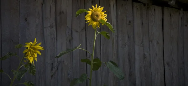 Fleur Jaune Tournesol Sur Fond Bois Vert — Photo