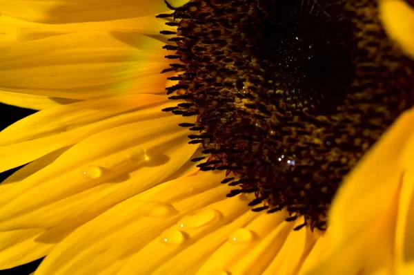 Slunečnice Květ Žluté Pozadí — Stock fotografie