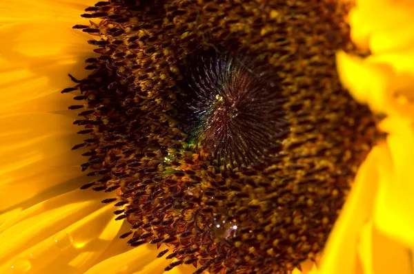 Flor Amarelo Girassol Fundo — Fotografia de Stock