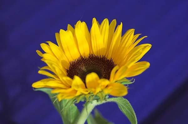 Žlutá Květina Slunečnice Modrém Pozadí Zelené — Stock fotografie