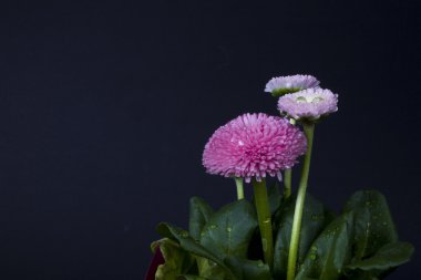 su damlaları kaplı izole pembe papatya