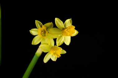Sarı bahar nergis siyah arka plan beyaz üzerinde damla 
